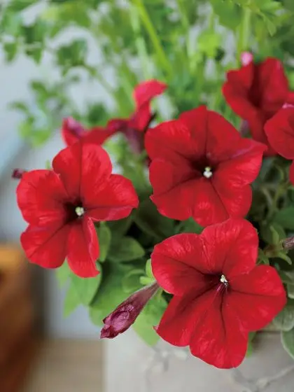 Kemuri_777_의 再婚相手の連れ子くん