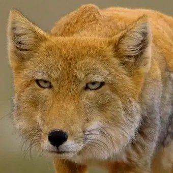 Profile image of 여우