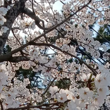 Profile image of 黒名蘭世