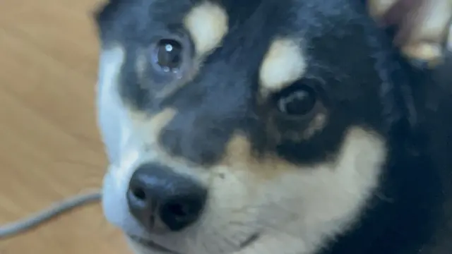 Profile image of Shota