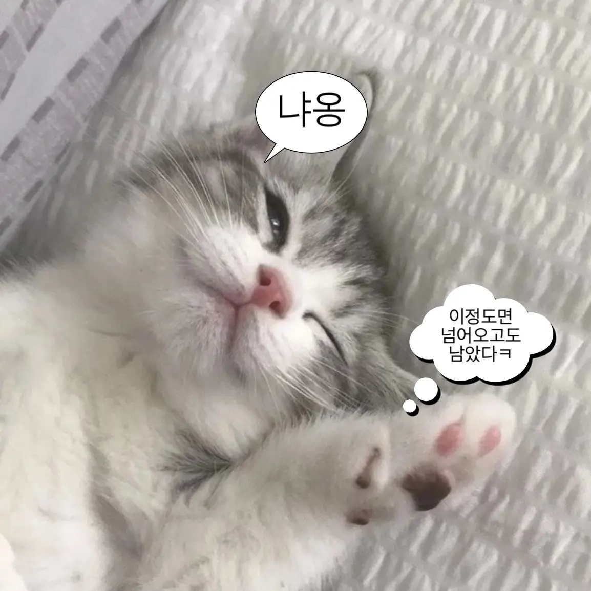 LateFatty2977의 냥이 🐱