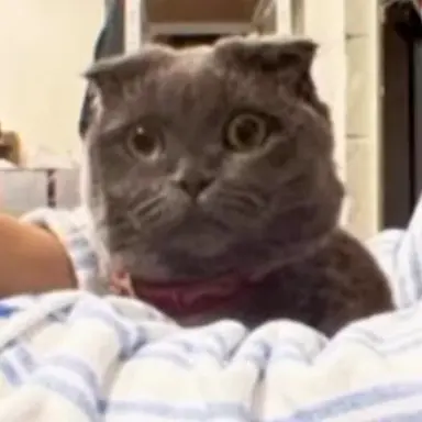 Profile image of 권지용