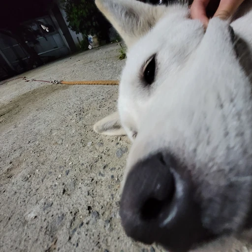 응 니얼굴