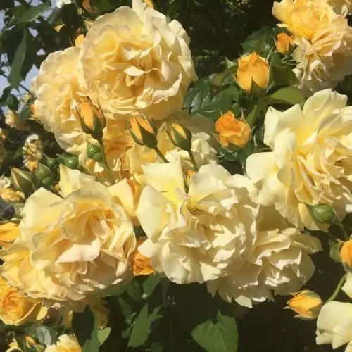 StableYen8787의 티푸, 쪼만 [ 친한 간부들 ]