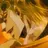 DIO