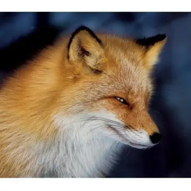 Profile image of 여우