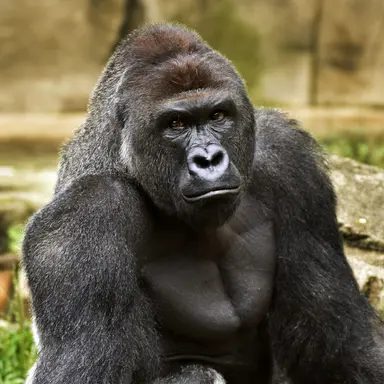 Profile image of 여우