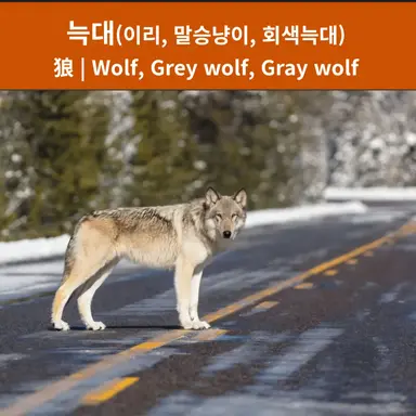 Profile image of 늑대