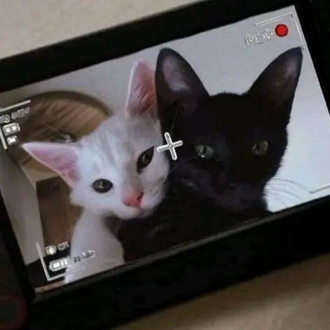 i17ysjgvqaog의 두마리 고양이 수인 키우기