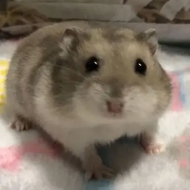 Profile image of Jin