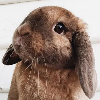 Profile image of Ian