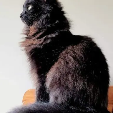 Profile image of August