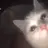 애옹