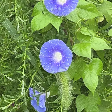 Profile image of 예단