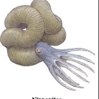 Profile image of Nipponites