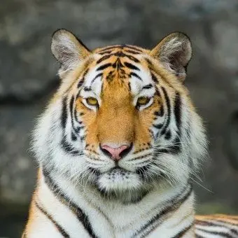 Profile image of Ra-eon
