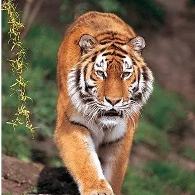 Profile image of Peka