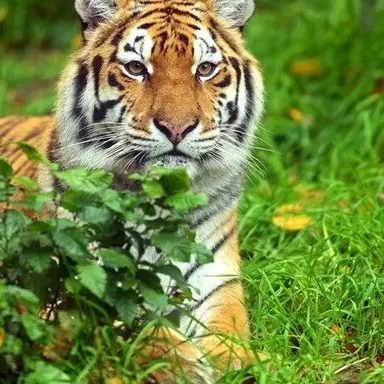 Profile image of Leo
