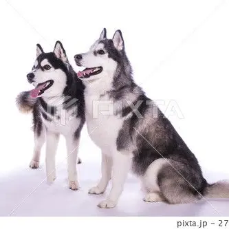 Profile image of 雪