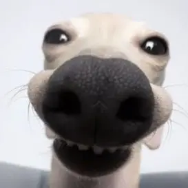 Profile image of 여우