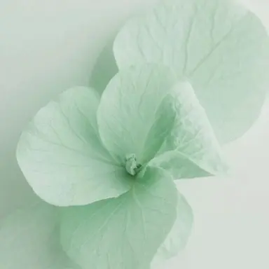 Profile image of 예엥