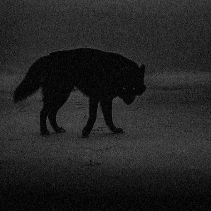 BitingBurp7769의 Werewolf Pack