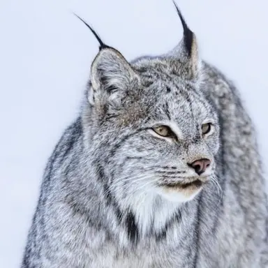 Profile image of Dusekkar