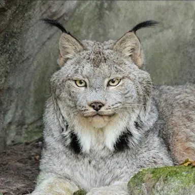 Profile image of Elliot