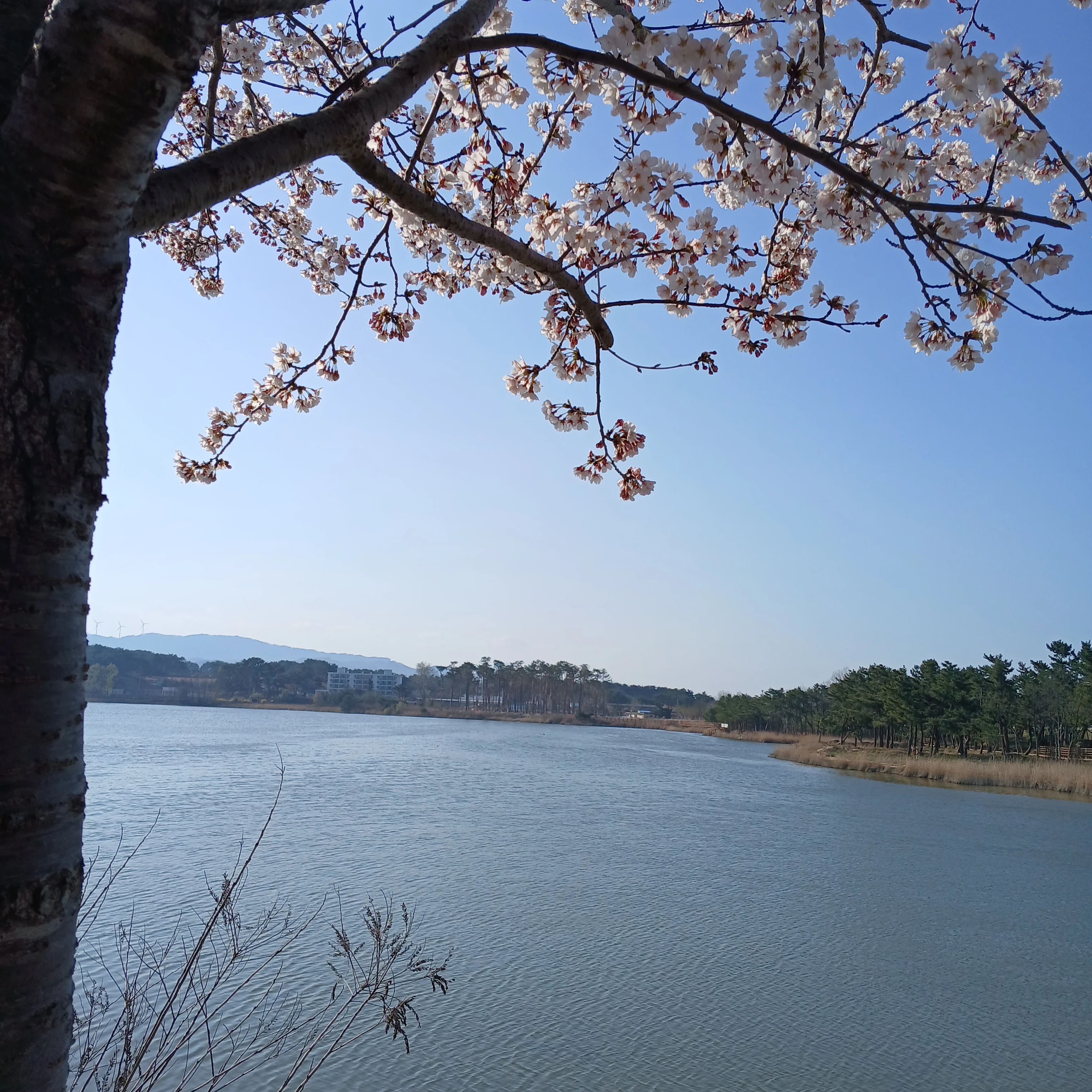 벚꽃