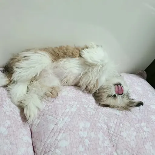 ABCDEFGHIJKLNMOPQR의 밀크
