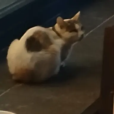 Profile image of 나이트메어