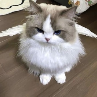 코코 대표 이미지