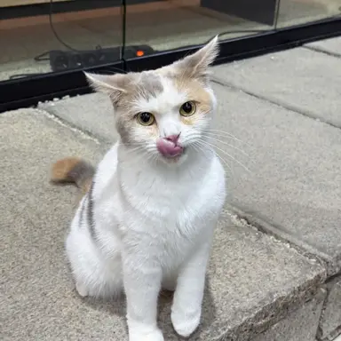 Profile image of 변우석