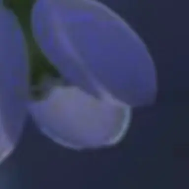 Profile image of りさ