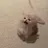 にゃこ