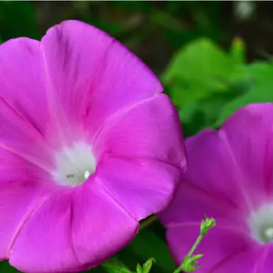 Profile image of 先生