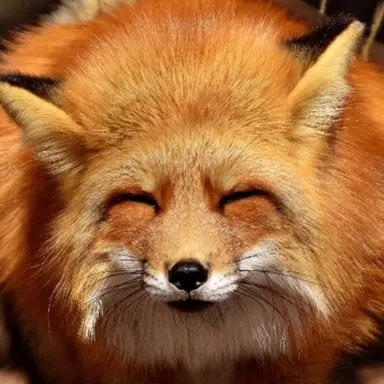 Profile image of 여우