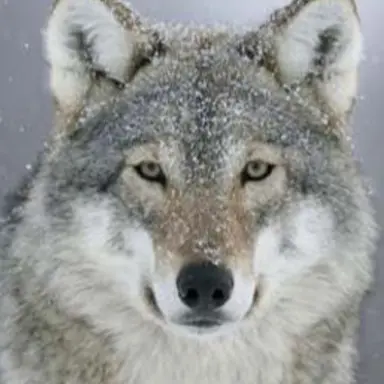 Profile image of 늑대