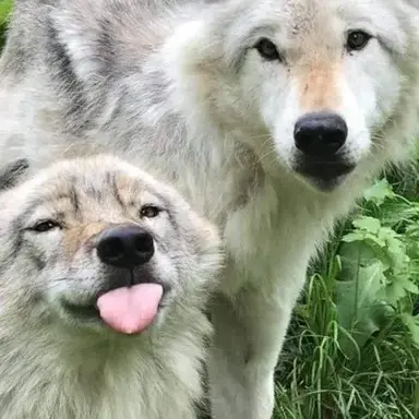 Profile image of Breeding facility