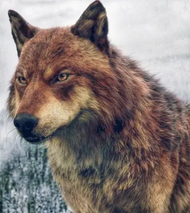 Profile image of Jacob Black