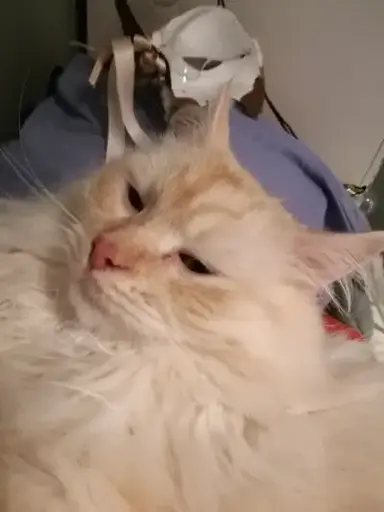 Profile image of Leo