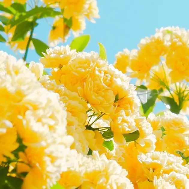 _Kim_RIGO_의 쪼만