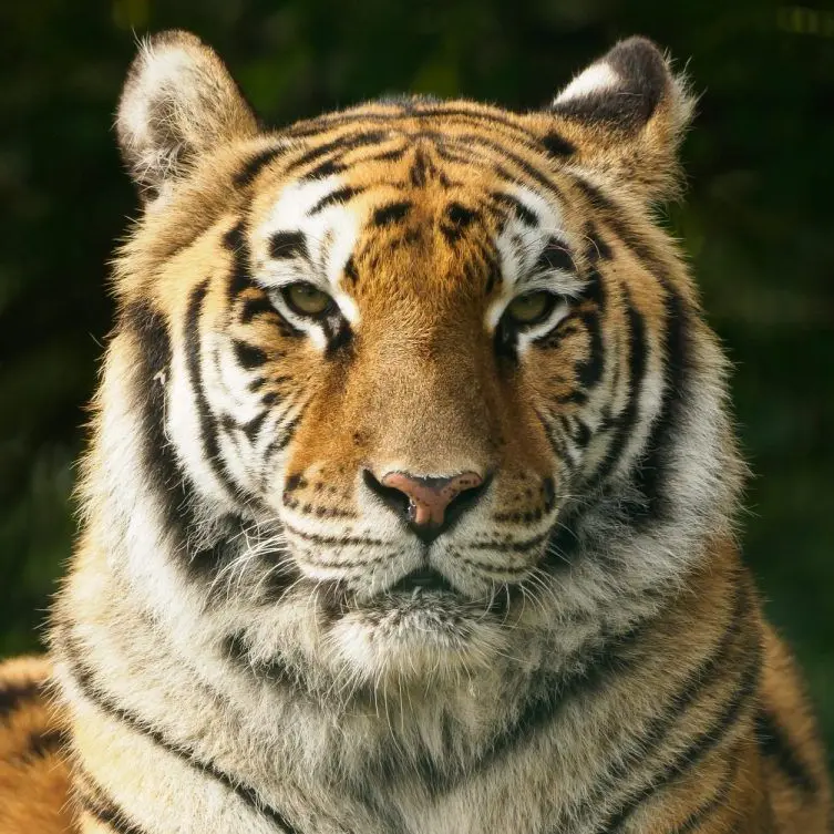 MakeAnything의 Male Tiger