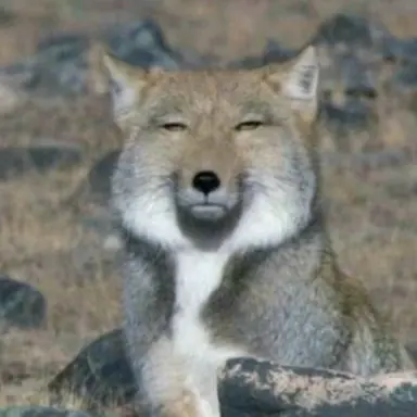 Profile image of 여우