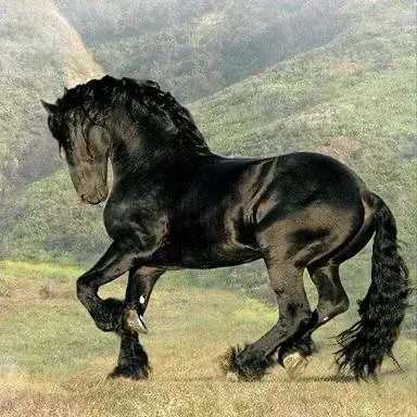 SilkyTuba1793의 Horse