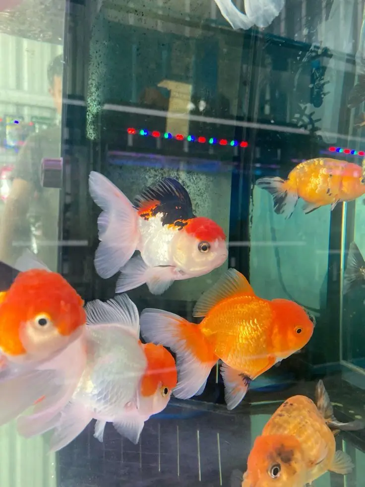 BitterSoap6122의 夏祭りを