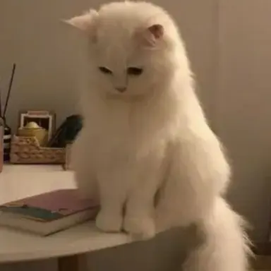 Profile image of 공룡