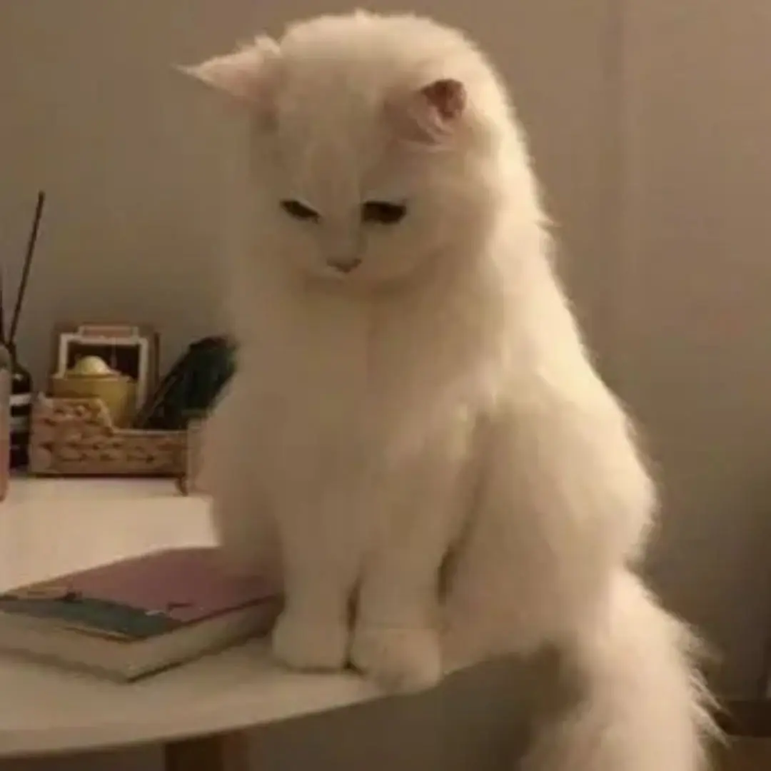 Thedreamgarden1228의 미수반+동거 (여우 포함)