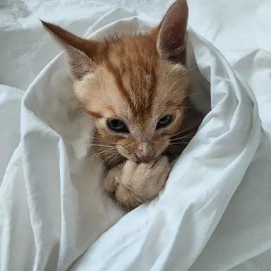 Profile image of 어머니