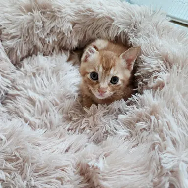 Profile image of 나비